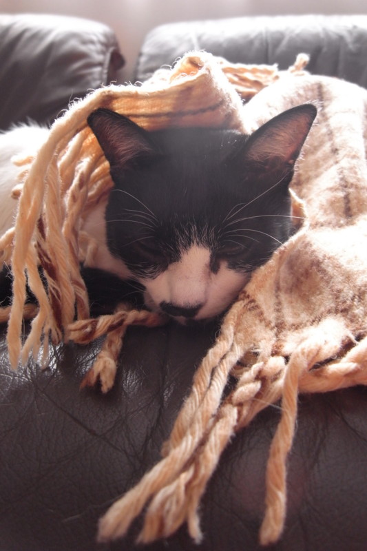 f:id:banashow:20101014091615j:image