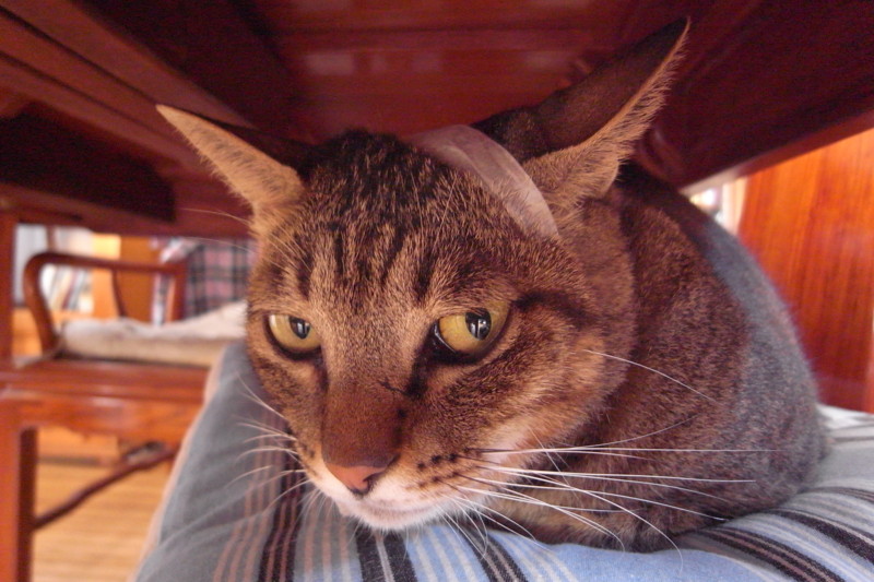 f:id:banashow:20101016090955j:image