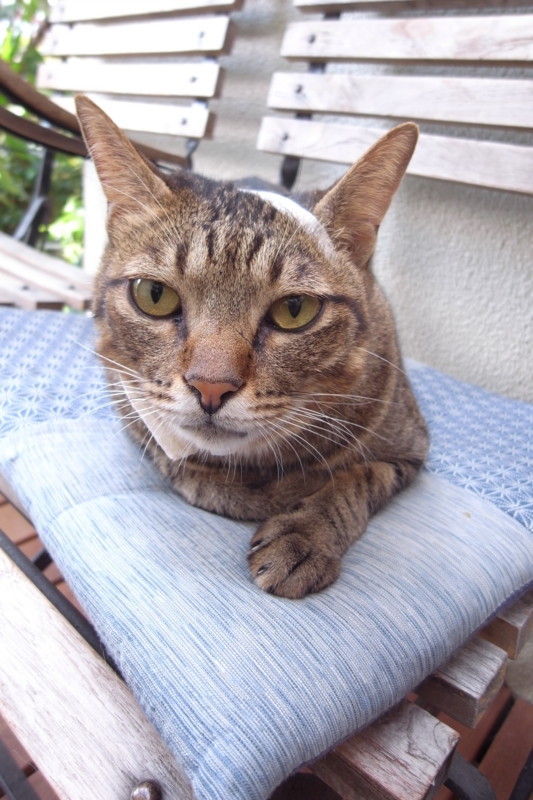 f:id:banashow:20101016094156j:image