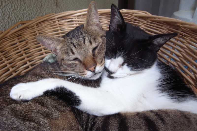 f:id:banashow:20101019094013j:image