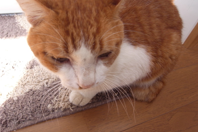 f:id:banashow:20101019094638j:image