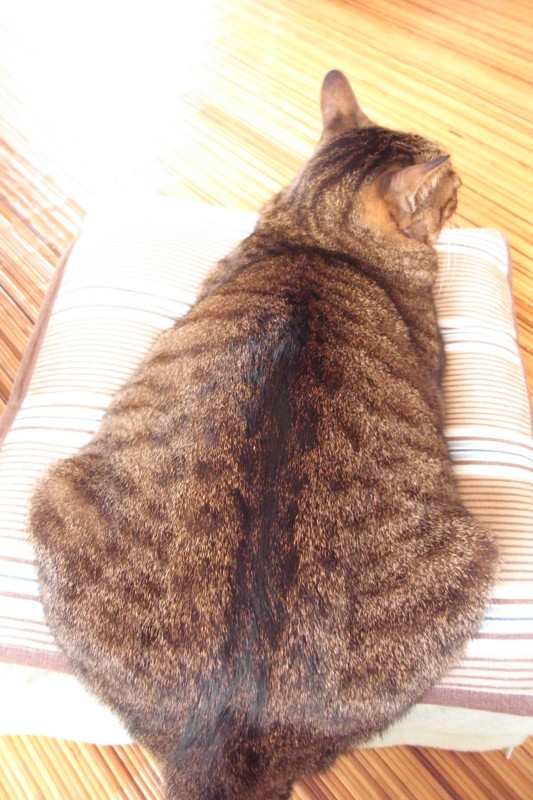 f:id:banashow:20101029090122j:image