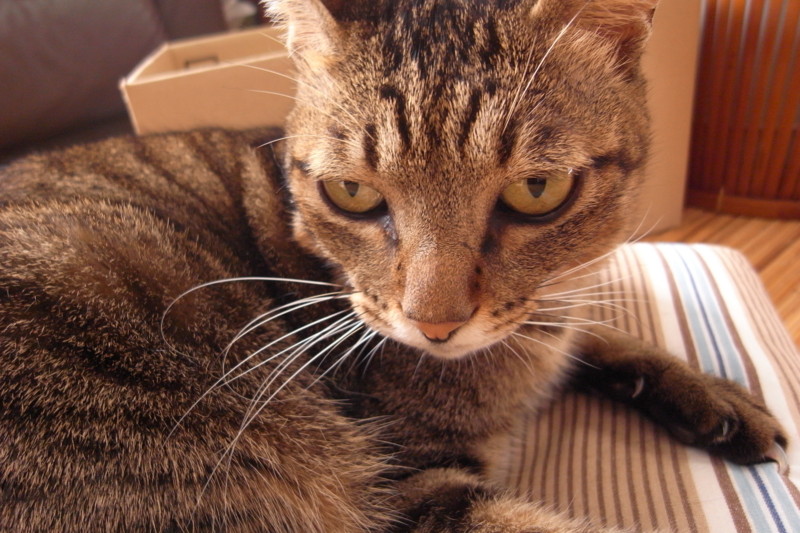 f:id:banashow:20101029095158j:image