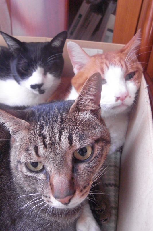 f:id:banashow:20110222091331j:image