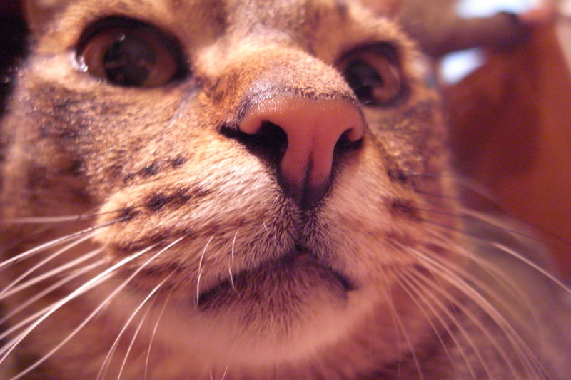 f:id:banashow:20110413201905j:image