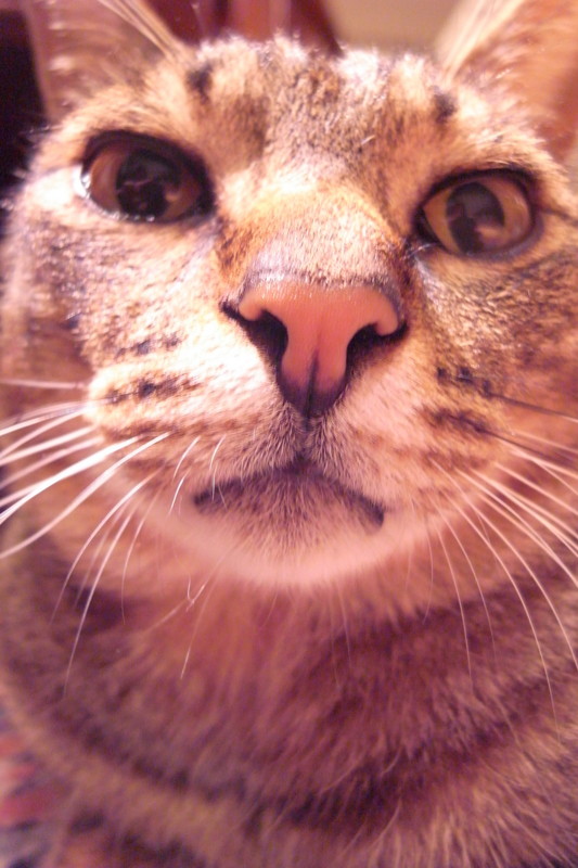 f:id:banashow:20110413201913j:image