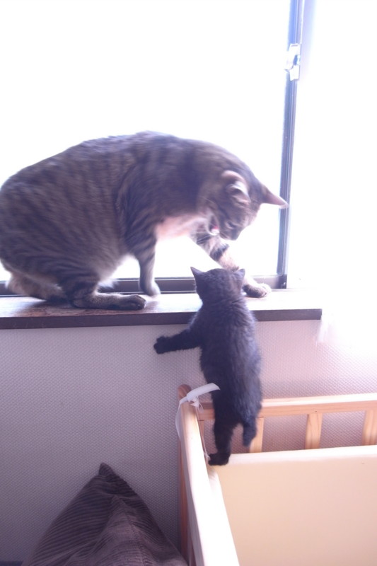 f:id:banashow:20110515091201j:image