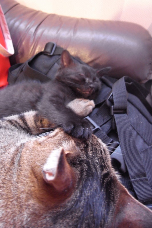 f:id:banashow:20110529152308j:image