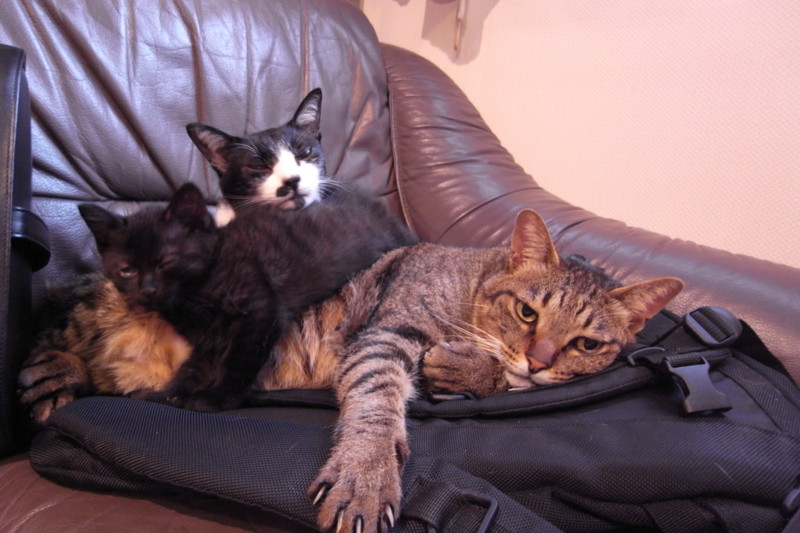 f:id:banashow:20110529165028j:image