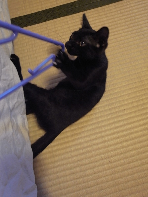 f:id:banashow:20110711091714j:image