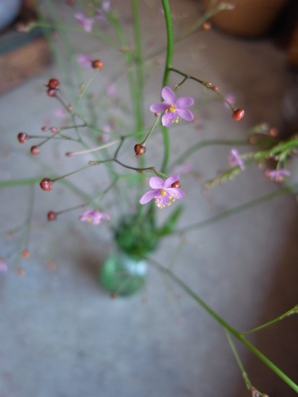 f:id:banashow:20110802164527j:image
