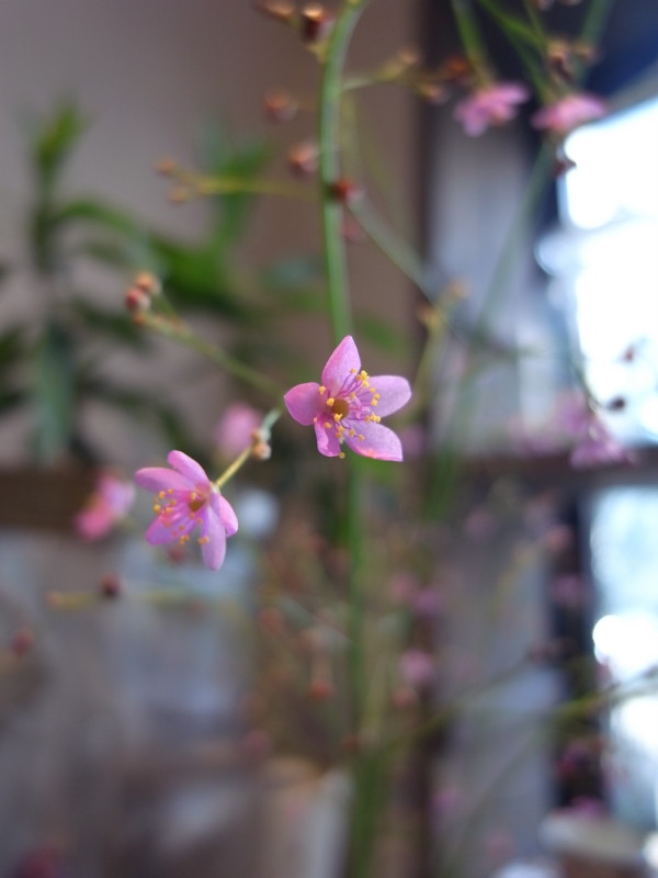 f:id:banashow:20110802164822j:image