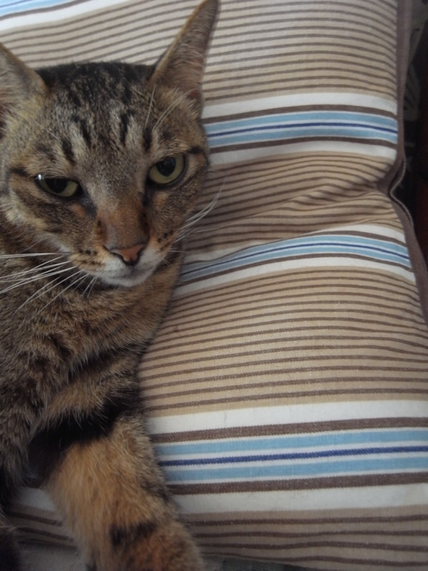 f:id:banashow:20110804100703j:image