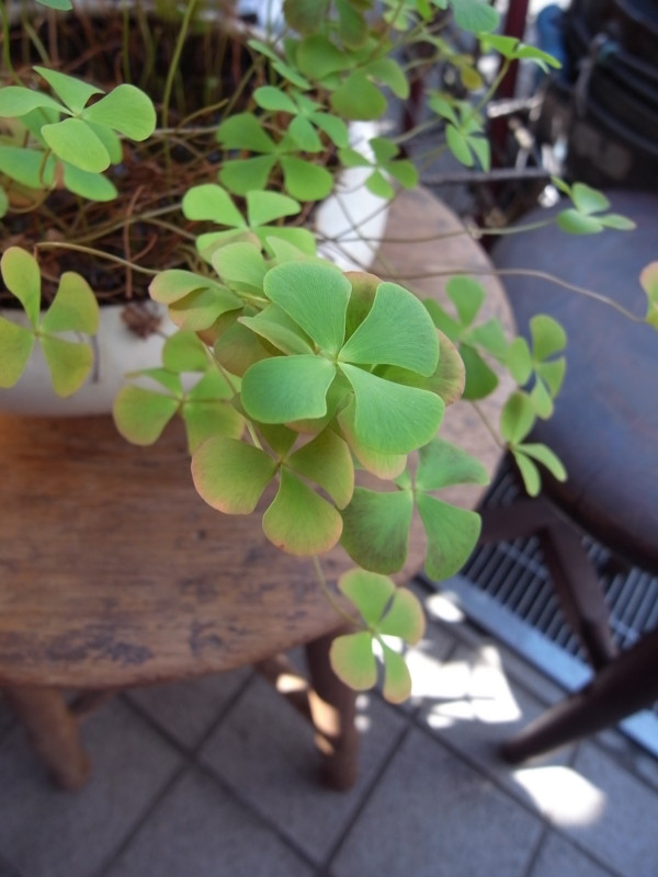 f:id:banashow:20110906142513j:image