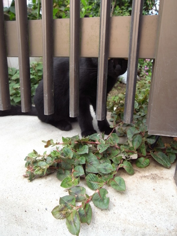 f:id:banashow:20110917101145j:image f:id:banashow:20110917101145j:image