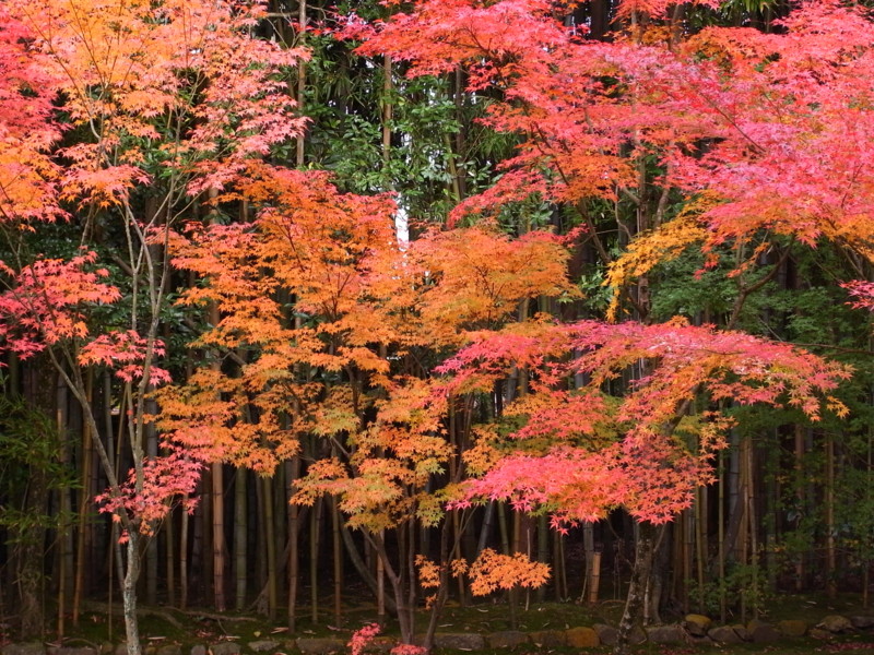 f:id:banashow:20111123122740j:image