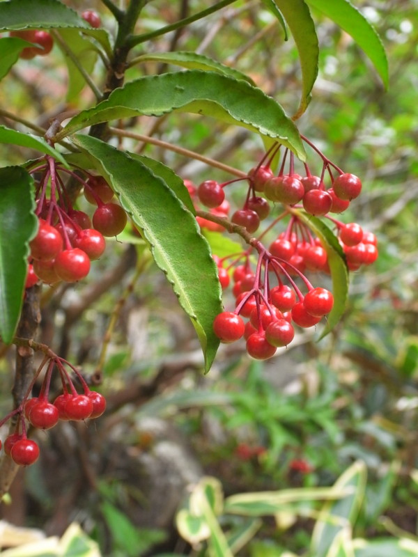 f:id:banashow:20111123123743j:image
