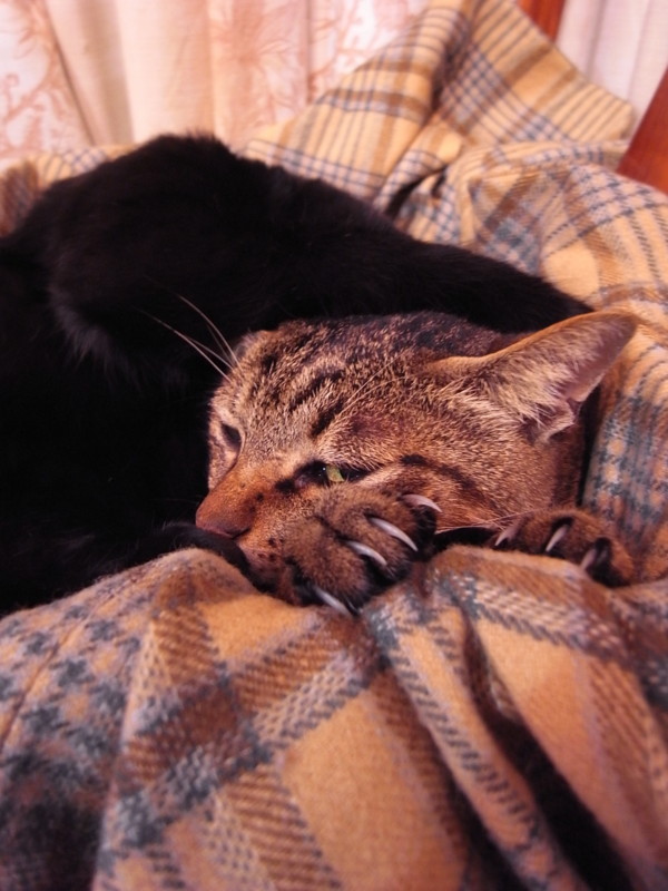 f:id:banashow:20120102203335j:image f:id:banashow:20120102203335j:image