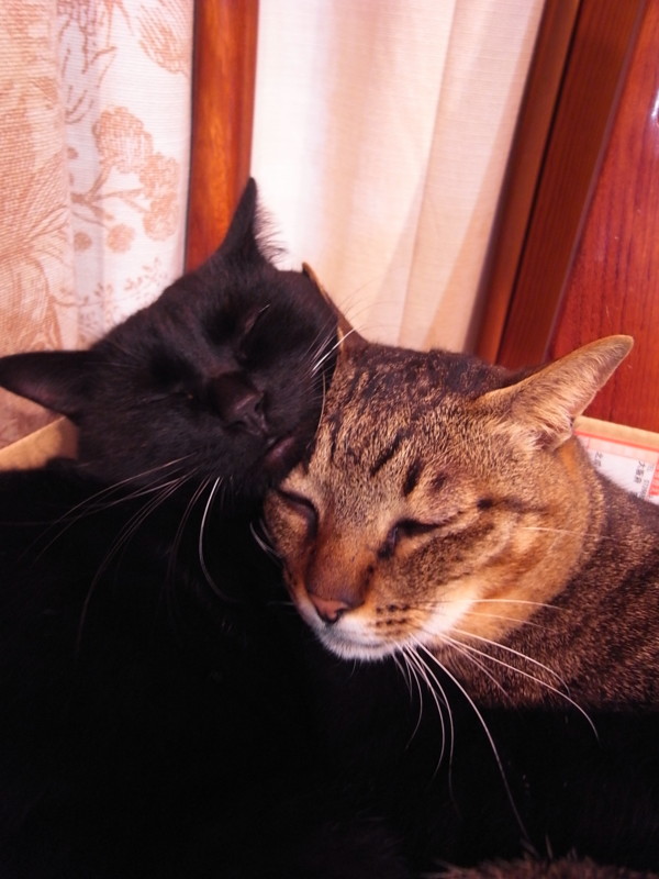 f:id:banashow:20120122204226j:image