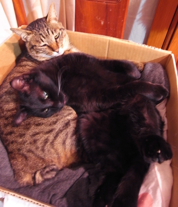 f:id:banashow:20120404202243j:image