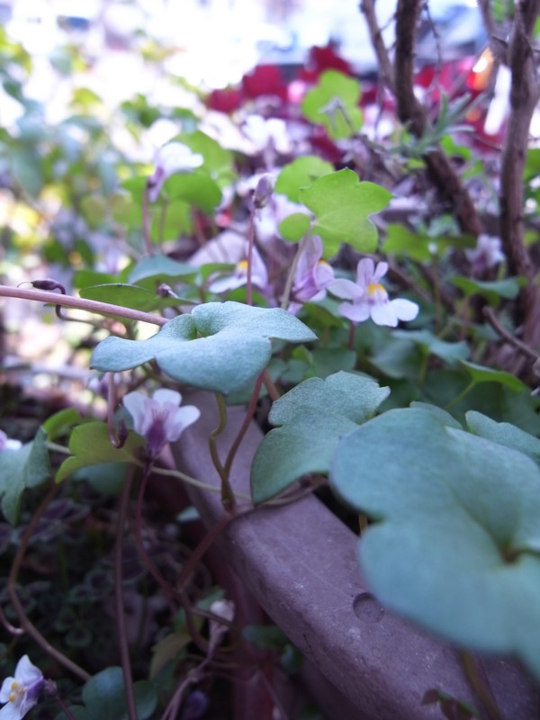 f:id:banashow:20120417134641j:image