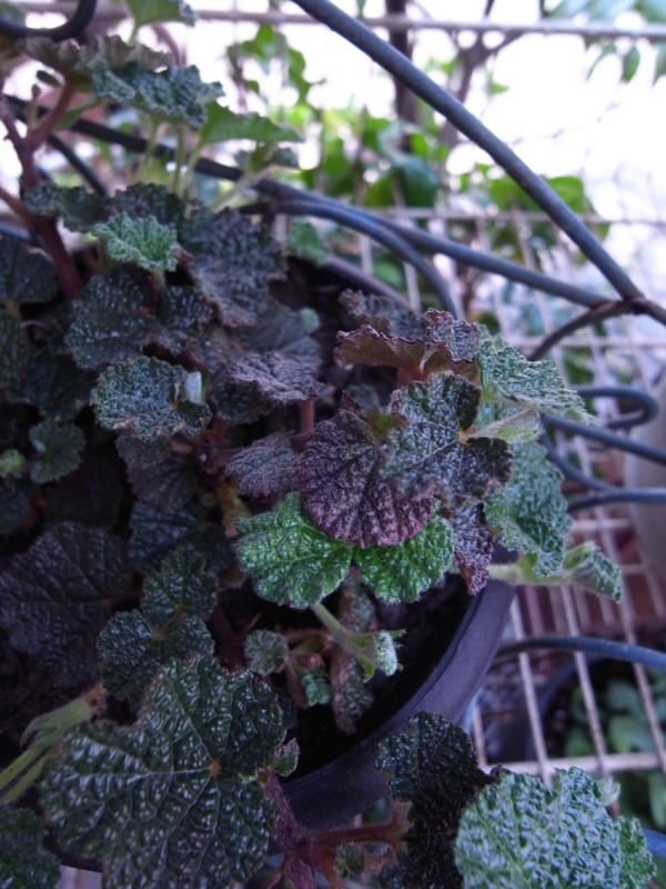 f:id:banashow:20120417134649j:image