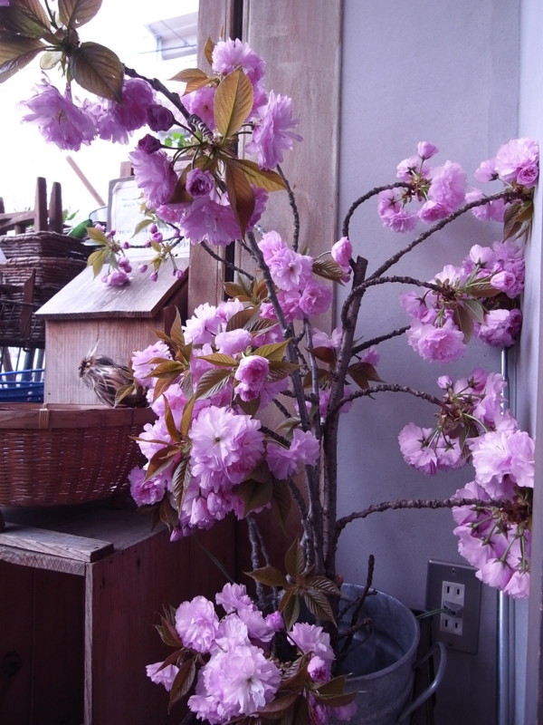 f:id:banashow:20120424132805j:image