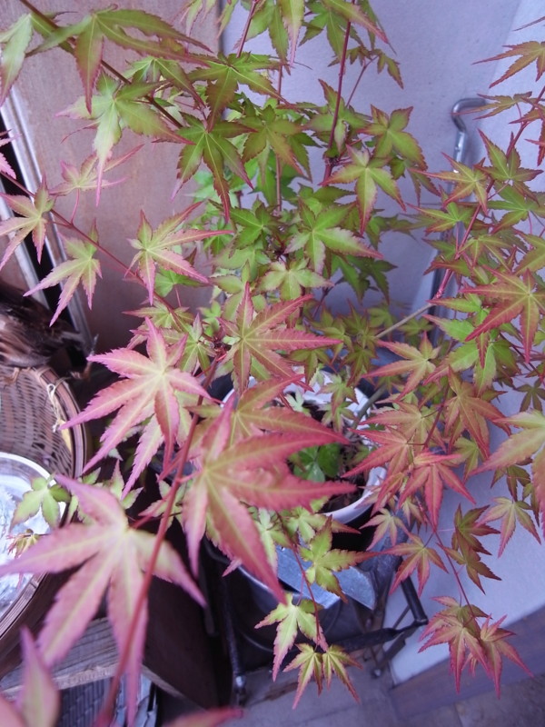f:id:banashow:20120429133230j:image