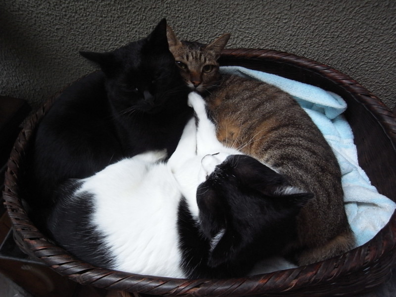 f:id:banashow:20121017102946j:image