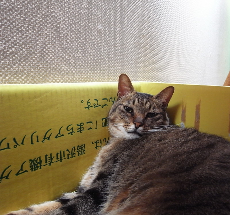 f:id:banashow:20121220090058j:image