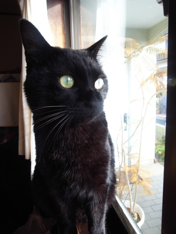 f:id:banashow:20130123093953j:image