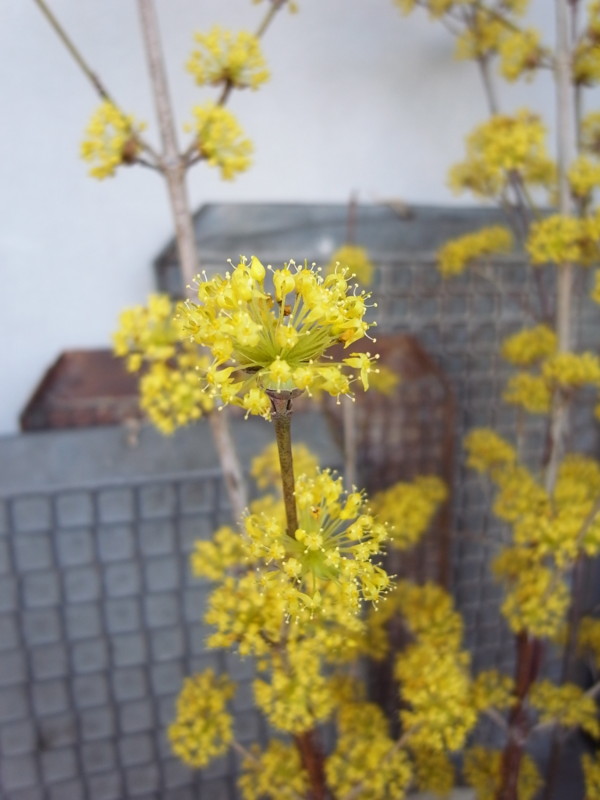 f:id:banashow:20130319160924j:image
