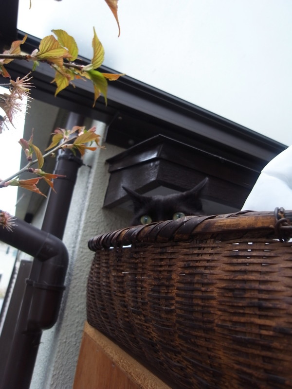 f:id:banashow:20130320104029j:image