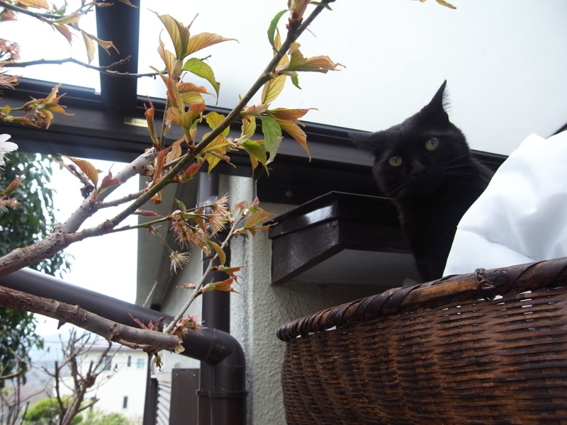 f:id:banashow:20130320104049j:image