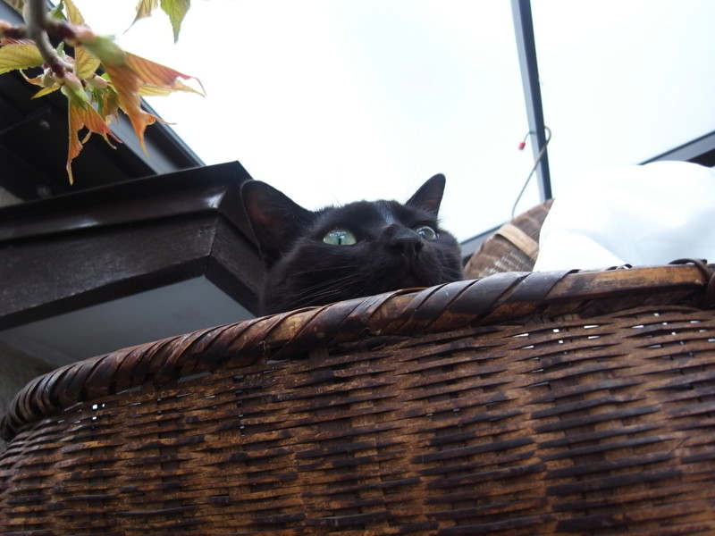 f:id:banashow:20130320104242j:image