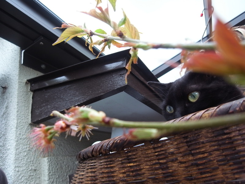 f:id:banashow:20130320104309j:image