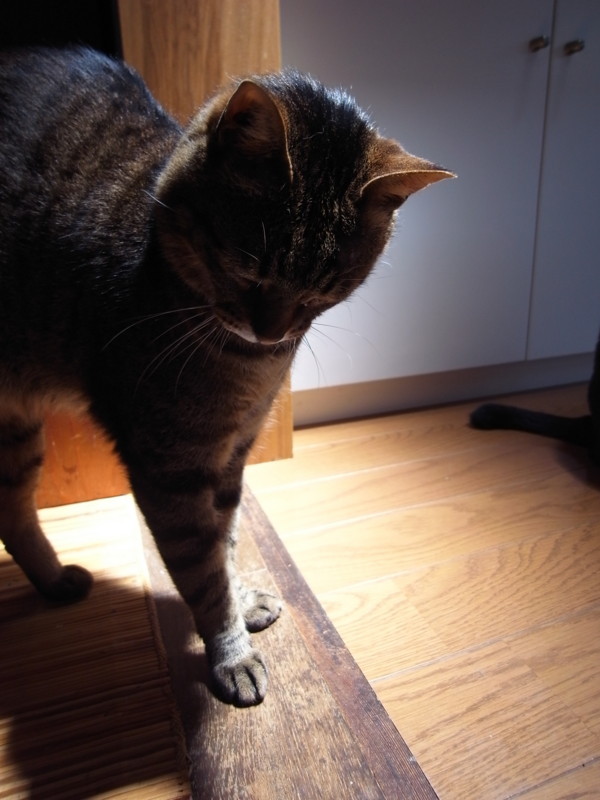 f:id:banashow:20130515125701j:image