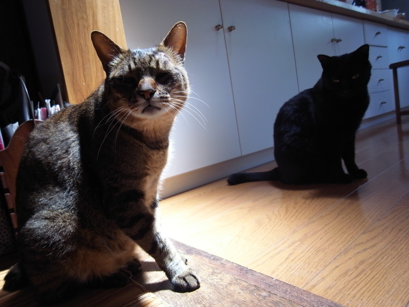 f:id:banashow:20130515125709j:image