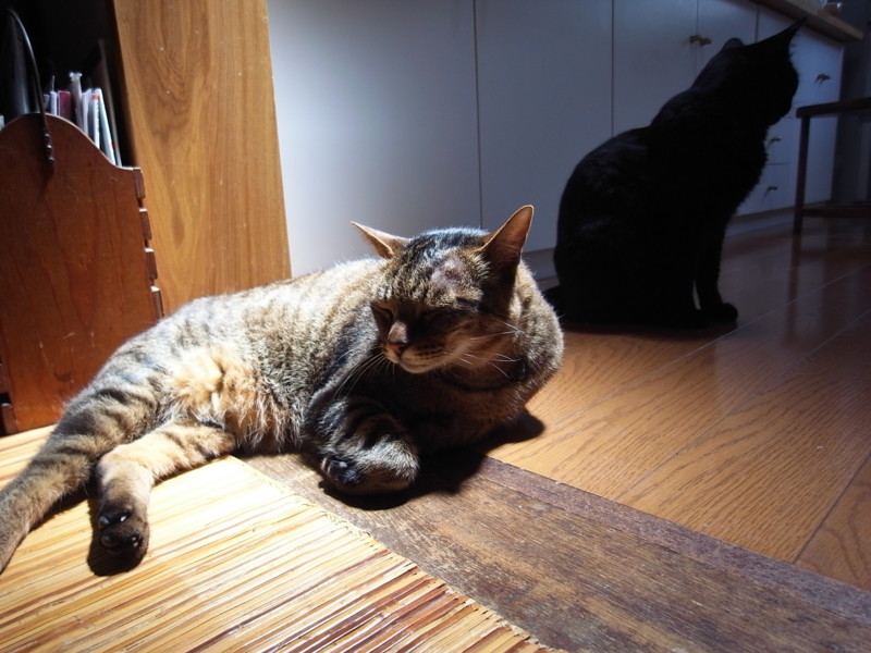 f:id:banashow:20130515125726j:image