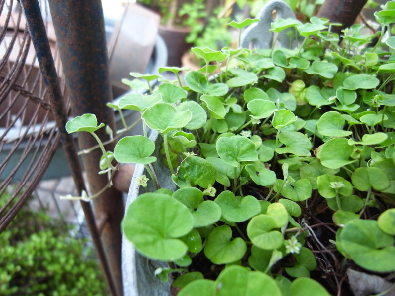 f:id:banashow:20130526125431j:image