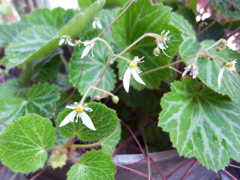 f:id:banashow:20130526125440j:image