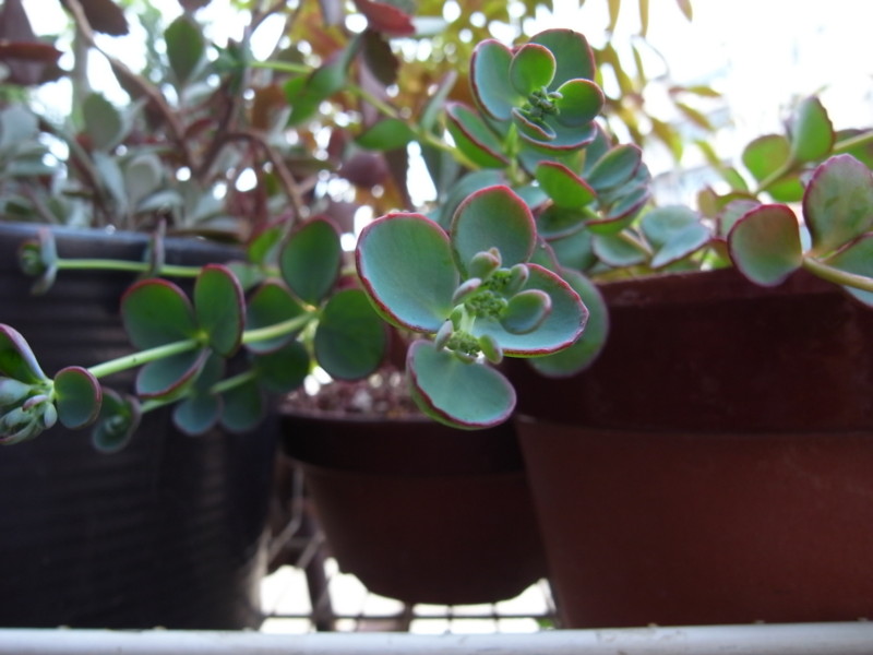 f:id:banashow:20130526125458j:image