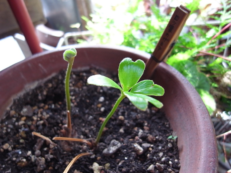 f:id:banashow:20130705153457j:image
