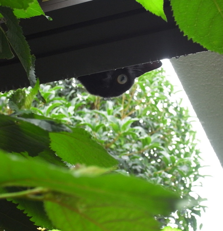 f:id:banashow:20130715090708j:image