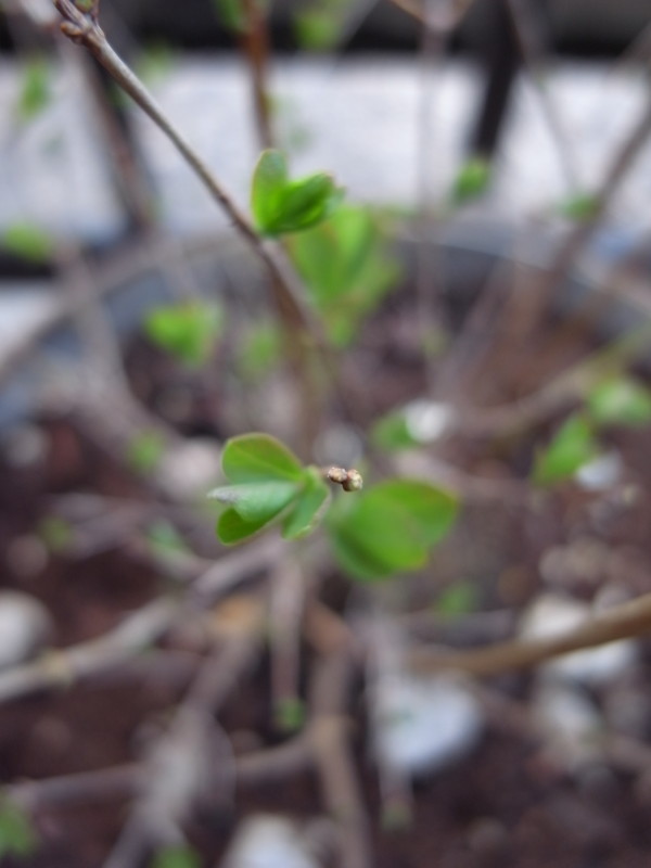 f:id:banashow:20140324154221j:image