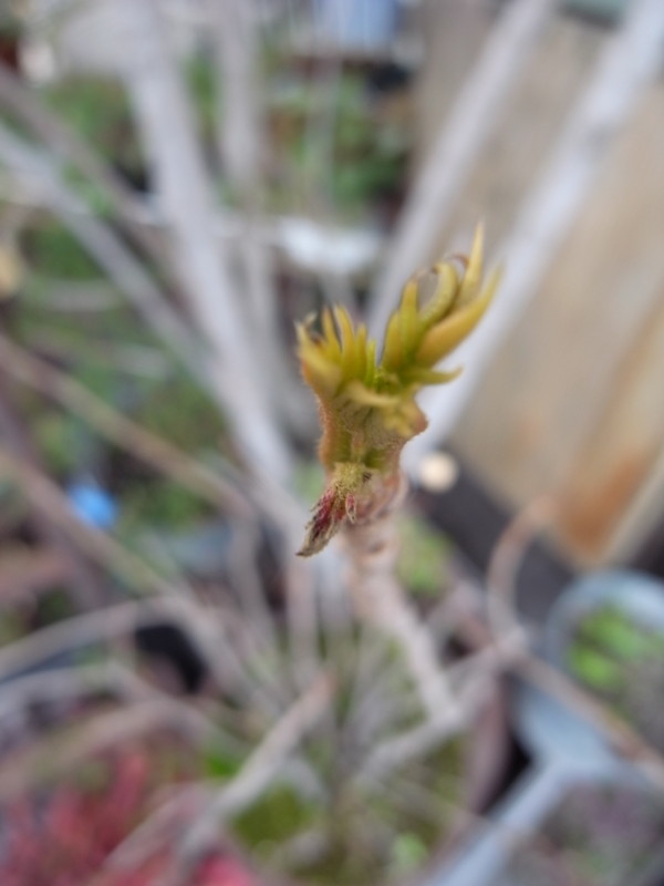 f:id:banashow:20140324154320j:image