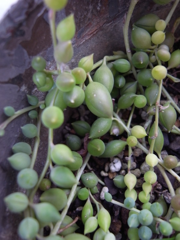 f:id:banashow:20140324154355j:image