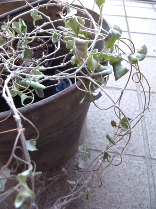 f:id:banashow:20140328144435j:image f:id:banashow:20140328144435j:image