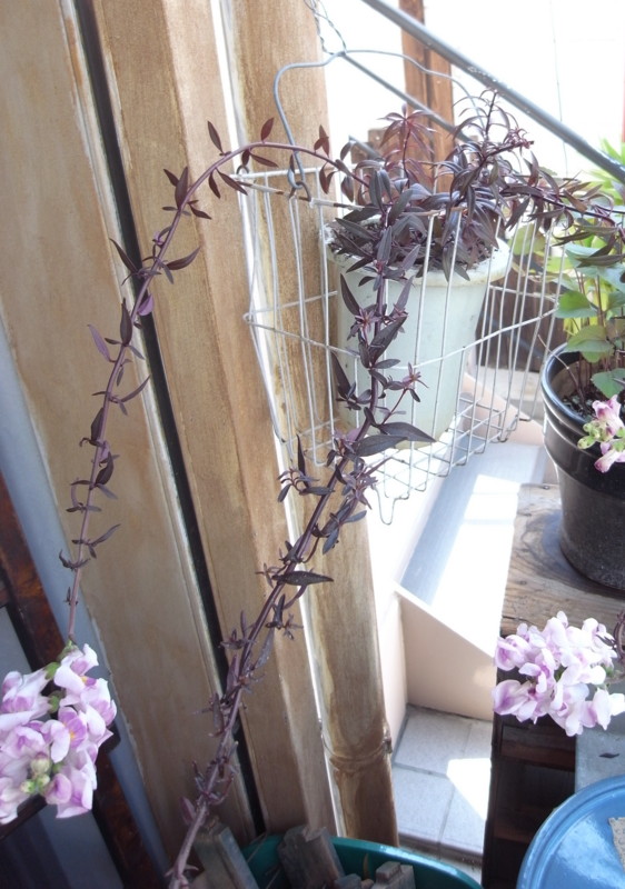 f:id:banashow:20140425130539j:image