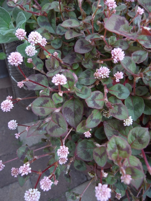 f:id:banashow:20140425130723j:image